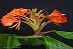 Hedychium greenii